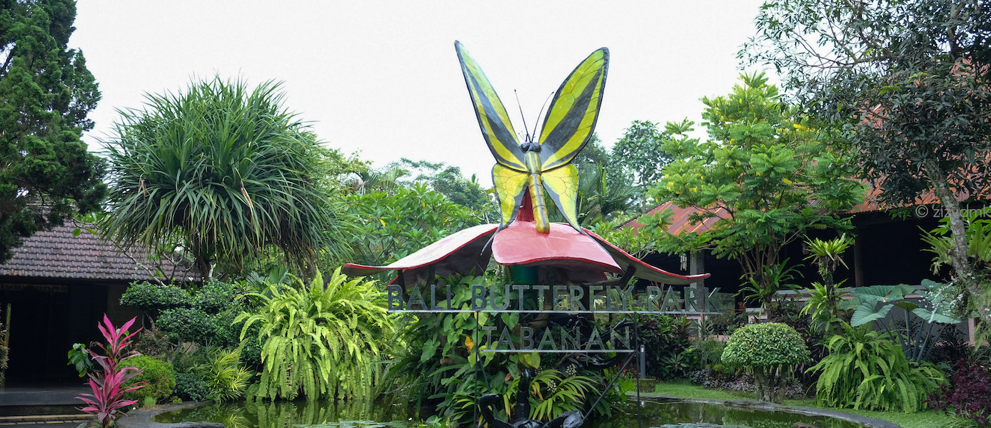 Bali Butterfly Park - What to do in bali with kids
