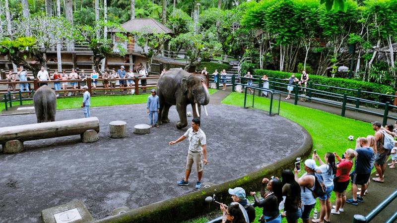 Mason Elephant Park & Lodge - what to do in bali with kids